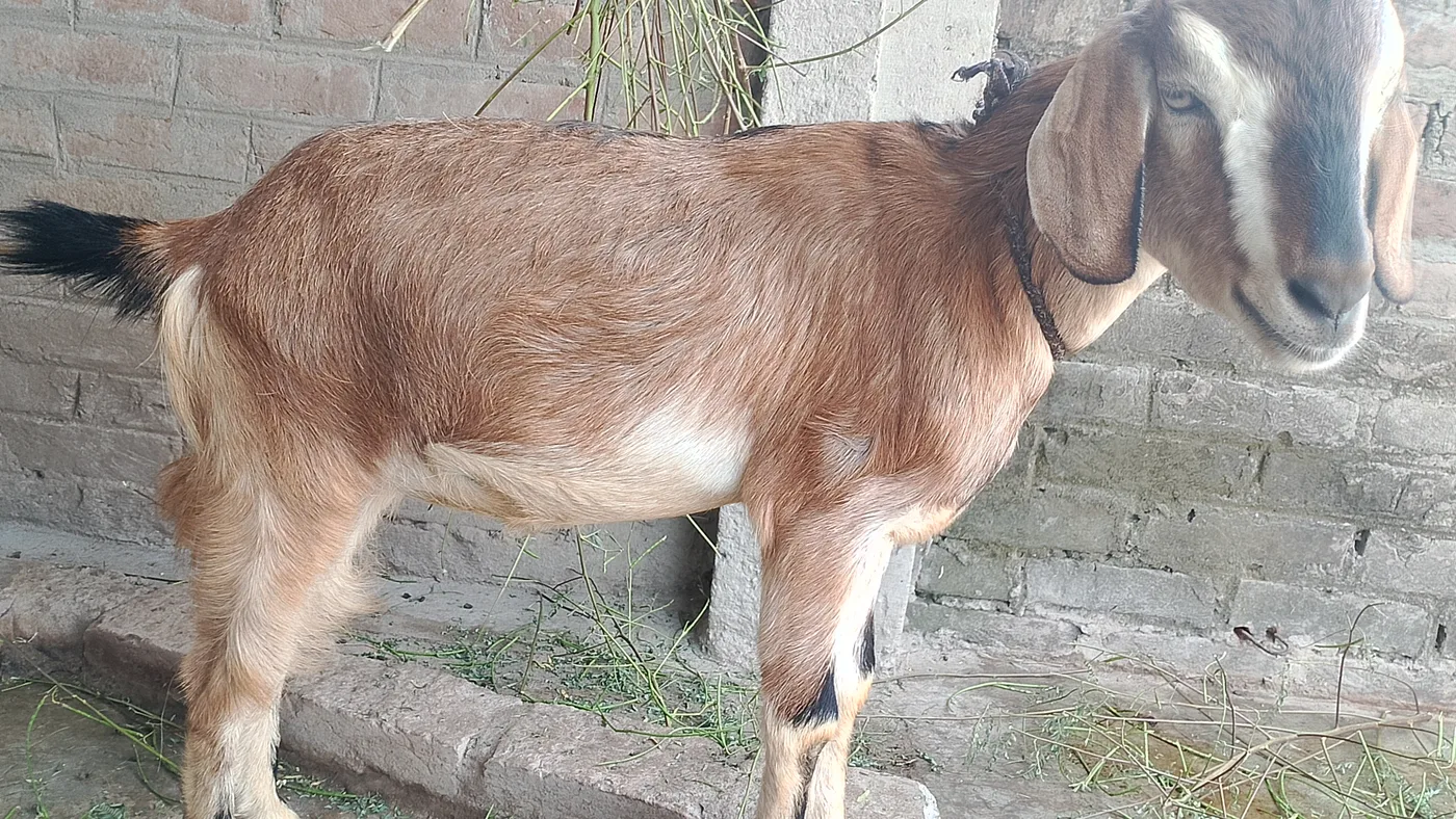 Jamunapari Goat J0291 in  BIHAR