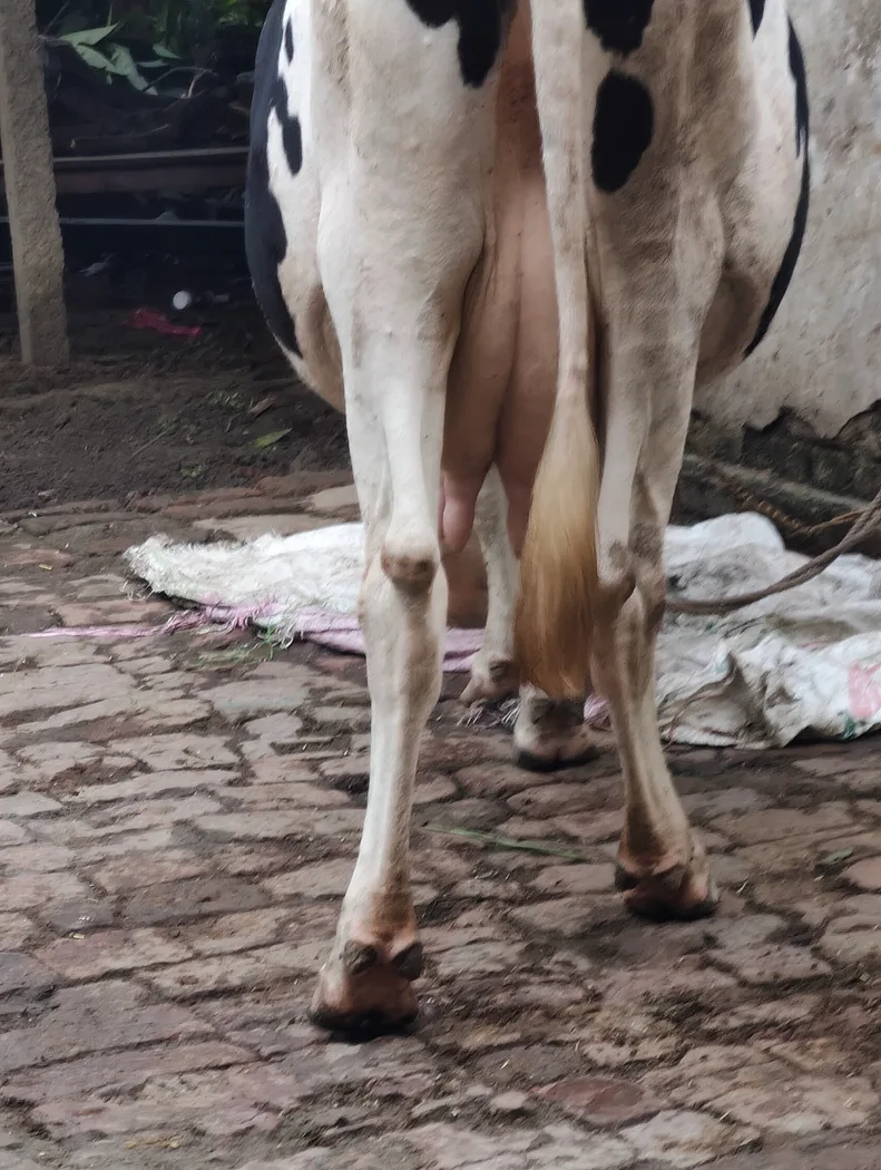 HF Cow in  BIHAR