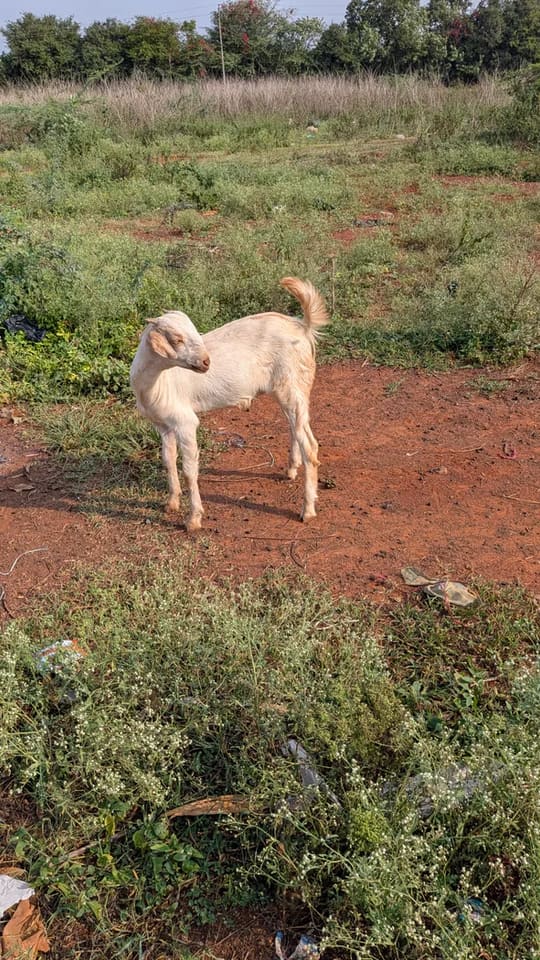 Local Goat O0249 in  KARNATAKA