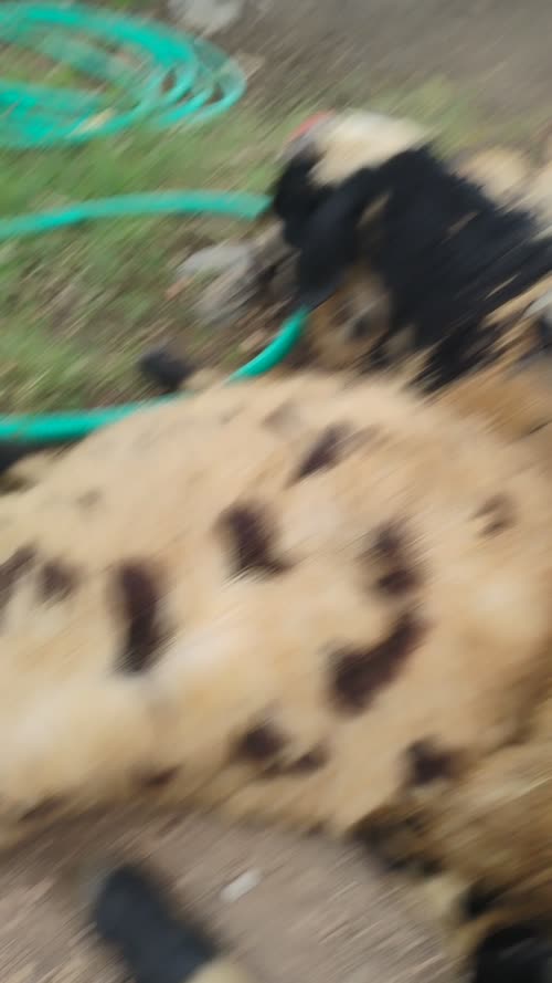 మాచర్ల Sheep O0099 in  ANDHRA PRADESH