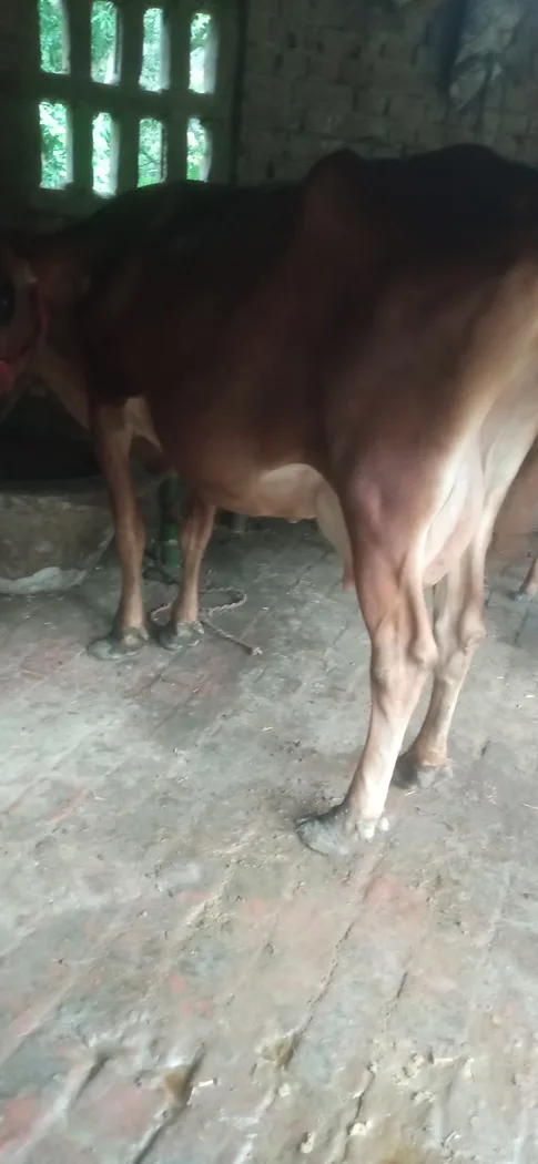 Sahiwal Cow S1910 in  WEST BENGAL