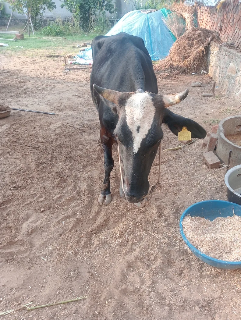 Rathi Cow R0513 in RAJASTHAN