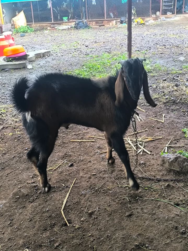 Beetal Goat in  MAHARASHTRA