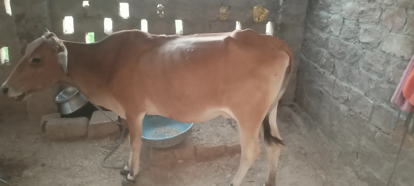 Jersey Cow J1565 in  RAJASTHAN