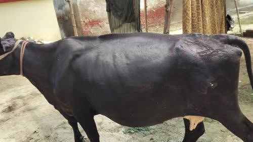 Kapila Cow K0249 in UTTAR PRADESH