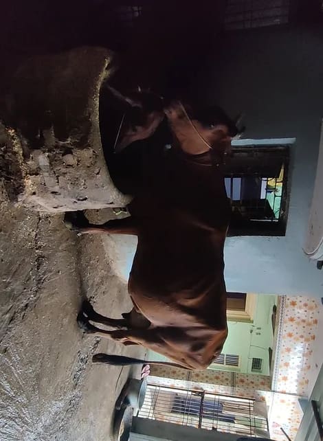 Gir Cow in  BIHAR