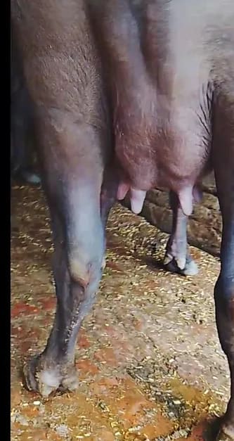 Others Buffalo in  UTTAR PRADESH