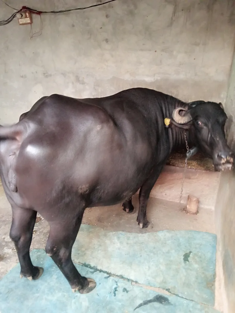 Desi Buffalo O0751 in  RAJASTHAN