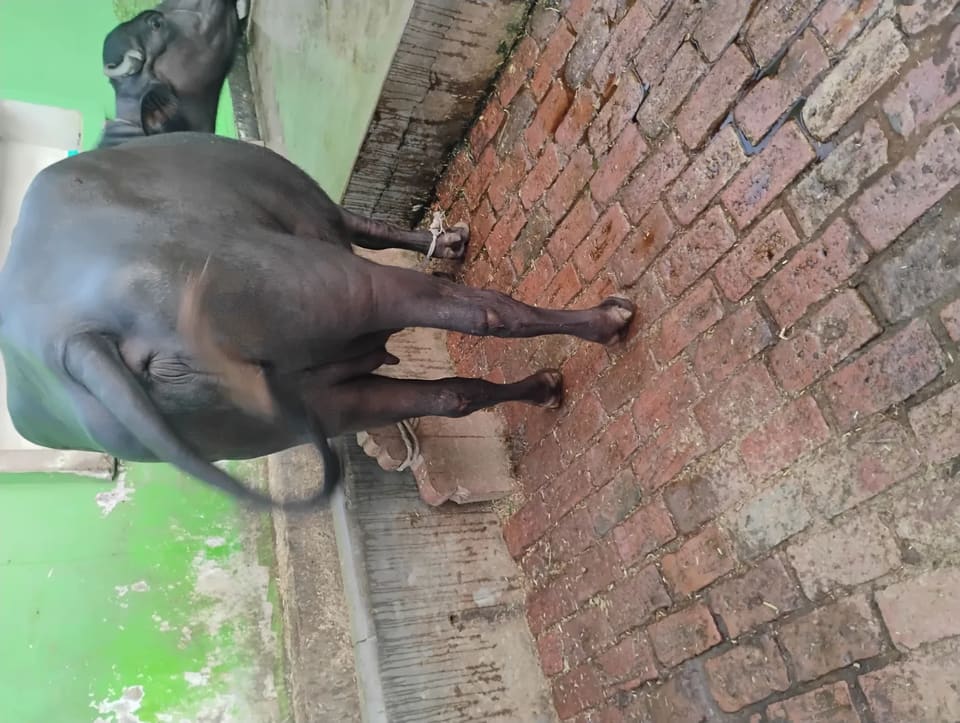 Murrah Buffalo in  UTTAR PRADESH