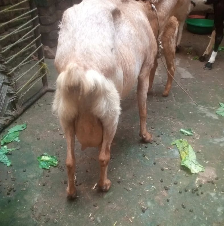 Barbari Goat B0511 in  UTTAR PRADESH