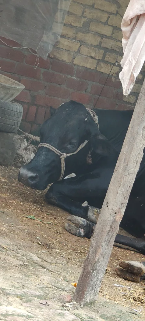 Kapila Cow in  UTTAR PRADESH