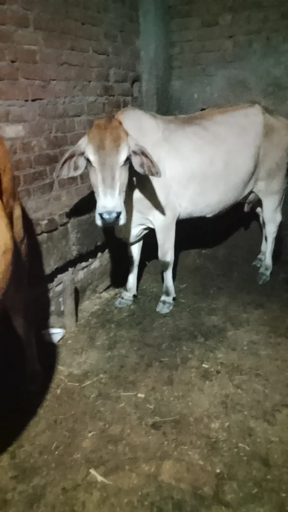Jersey Cow in UTTAR PRADESH