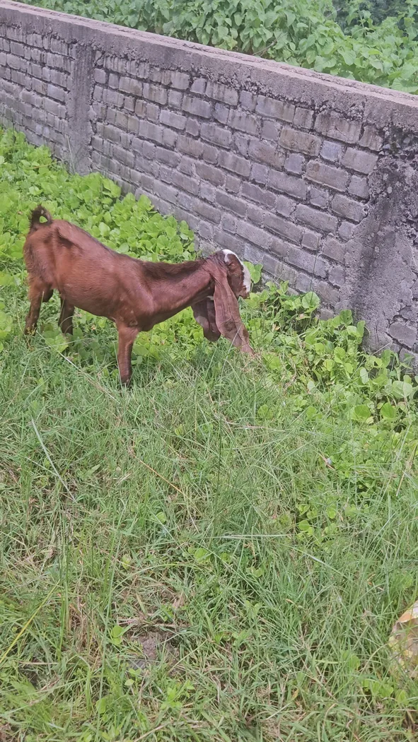 Barbari Goat in  GUJARAT