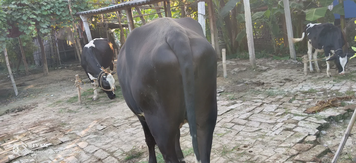 HF Cow in  BIHAR