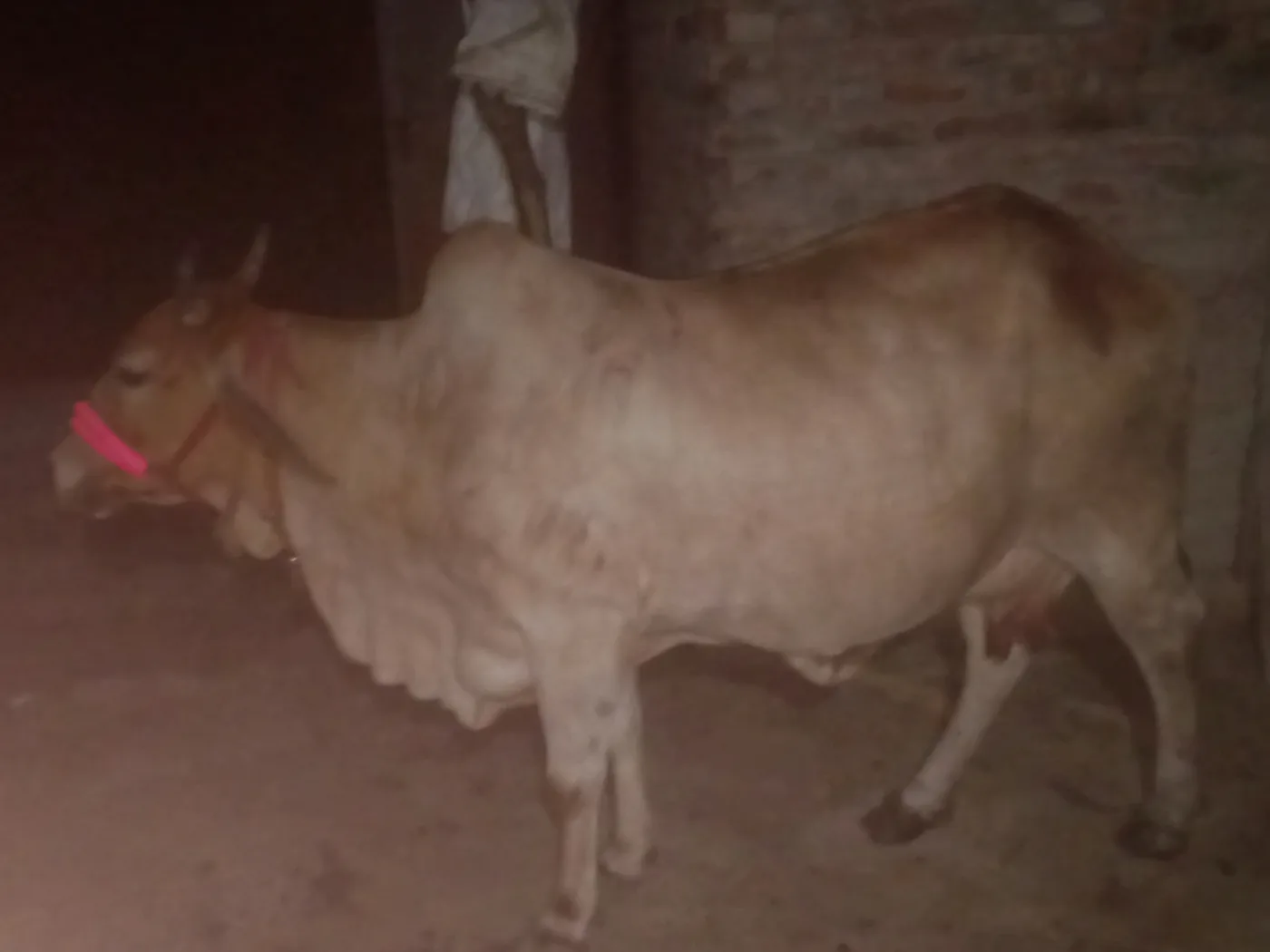Sahiwal Cow in  UTTAR PRADESH