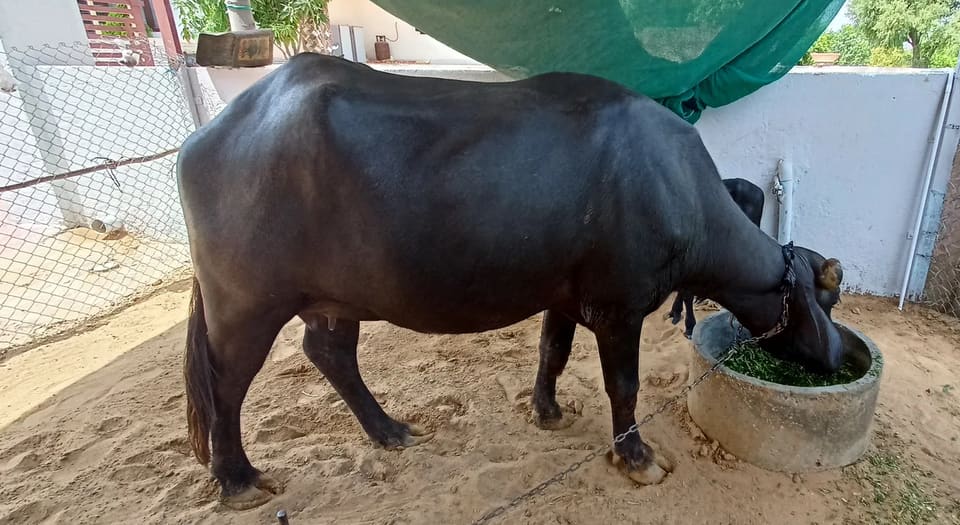 Others Buffalo in  RAJASTHAN