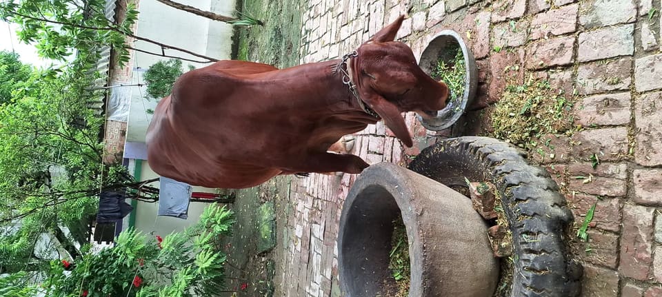 Sahiwal Cow in  UTTAR PRADESH