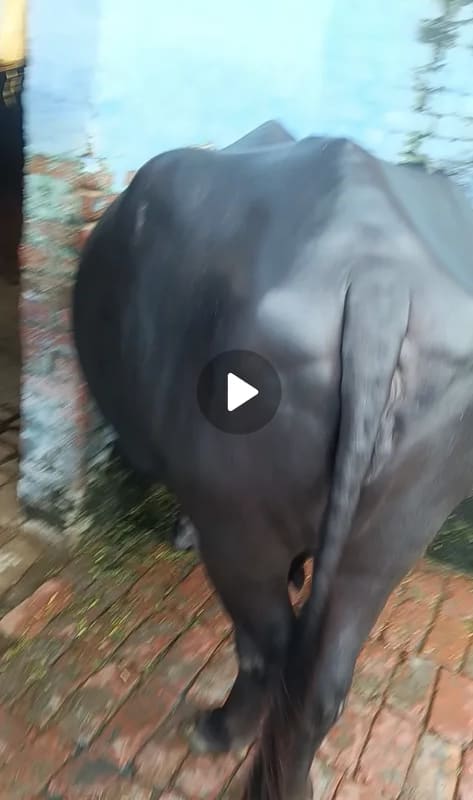 Murrah Buffalo in  UTTAR PRADESH