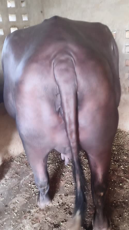 Murrah Buffalo M5089 in  HARYANA