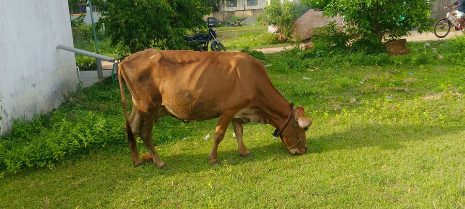 Others Cow in  TAMIL NADU