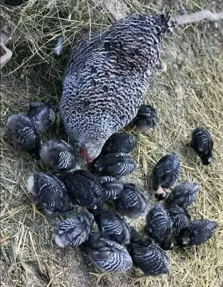 All breeds Hens and eggs chick 🐥 O0897 in  TELANGANA