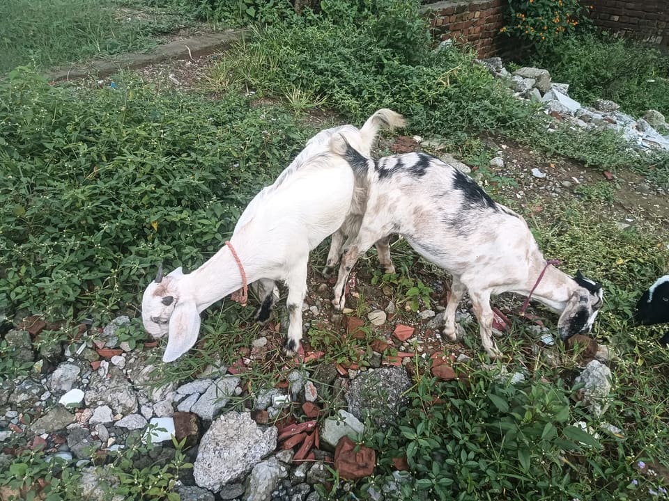 Barbari Goat B0499 in  UTTARAKHAND