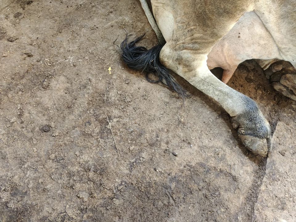 Others Cow in  RAJASTHAN