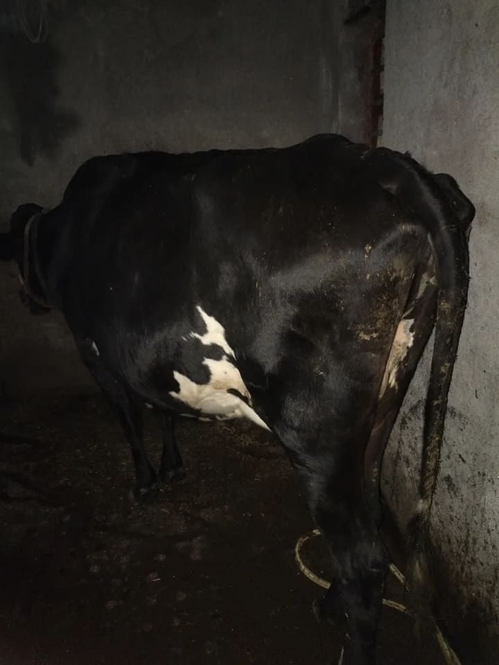 HF Cow in  JHARKHAND
