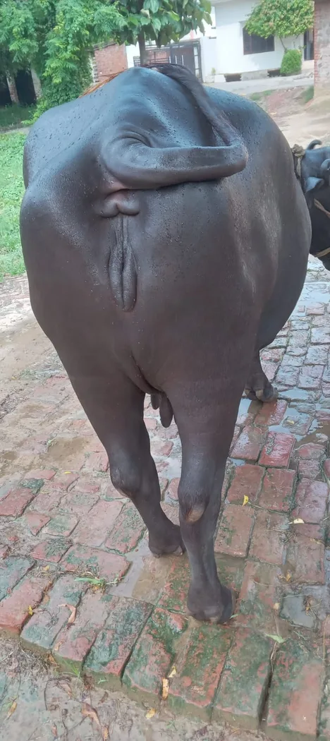 Murrah Buffalo in  UTTAR PRADESH