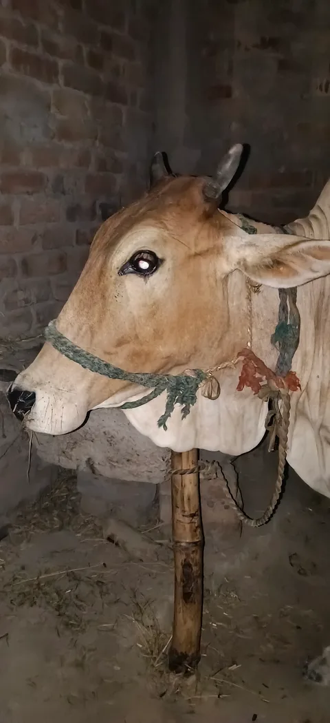 Sahiwal Cow in  BIHAR