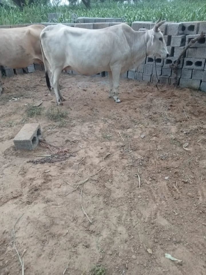 Tharparkar Cow in  RAJASTHAN