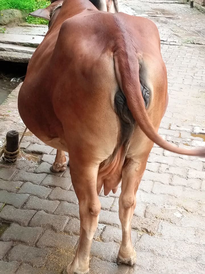 Sahiwal Cow in  UTTAR PRADESH