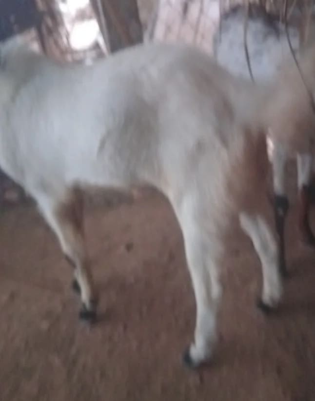 Kota Goat in  TELANGANA