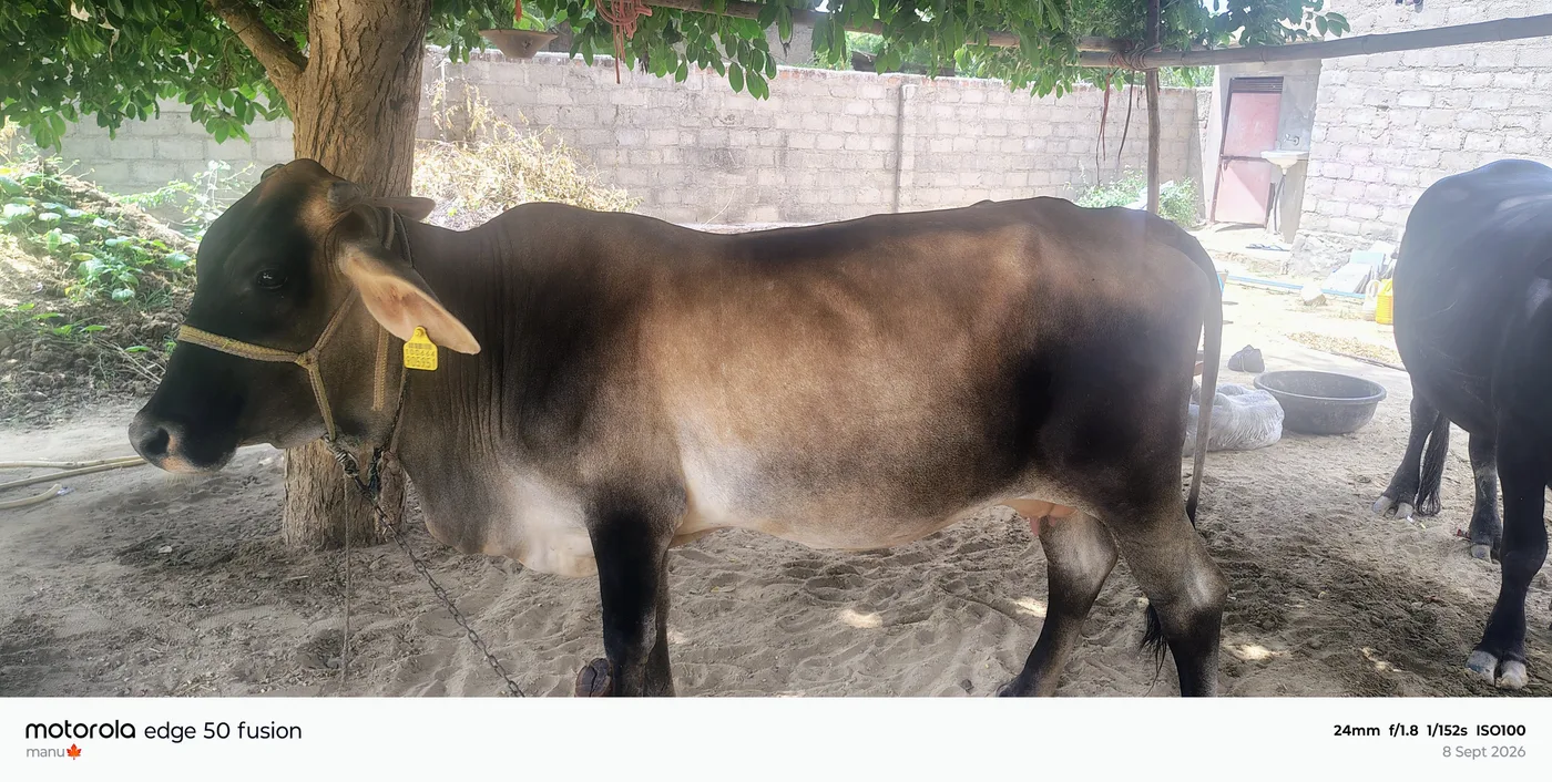 Others Cow in  RAJASTHAN