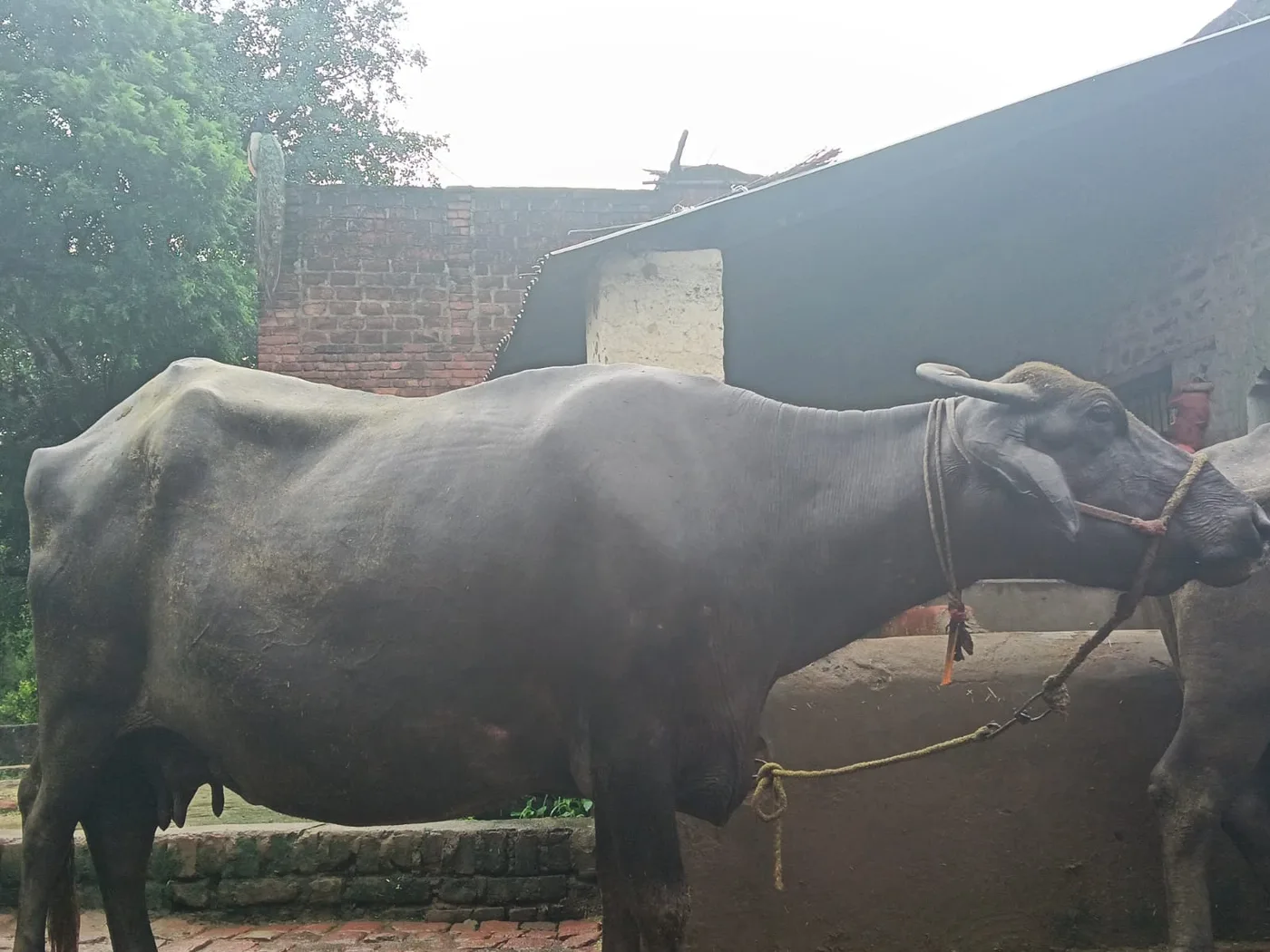 Surti Heifer Buffalo S0405 in  UTTAR PRADESH