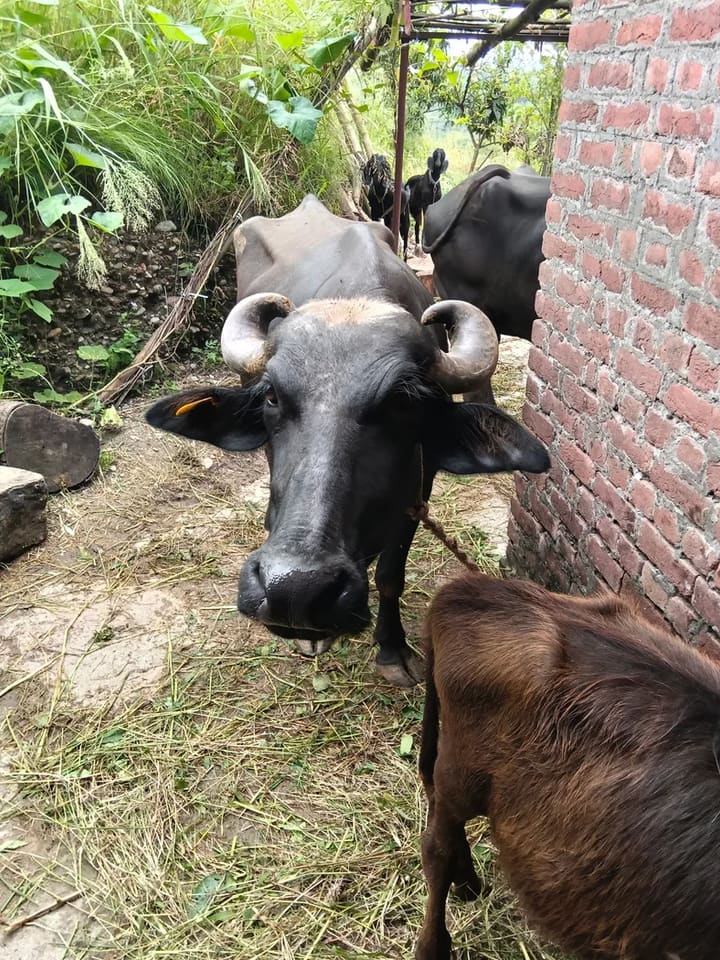 Surti Buffalo in  HIMACHAL PRADESH