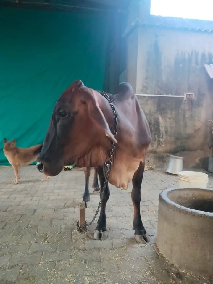 Sahiwal Cow in HARYANA