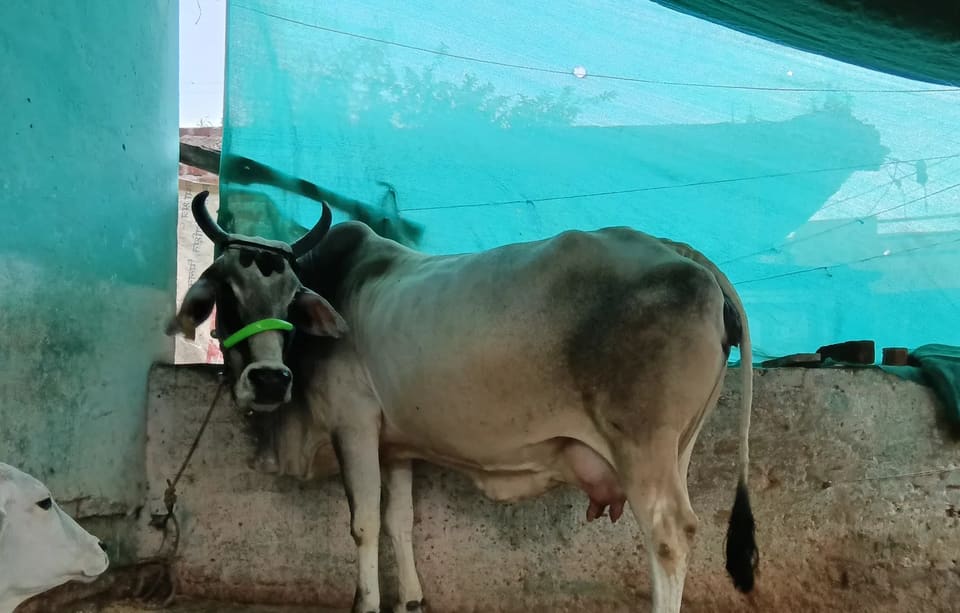Tharparkar Cow T0305 in  MADHYA PRADESH
