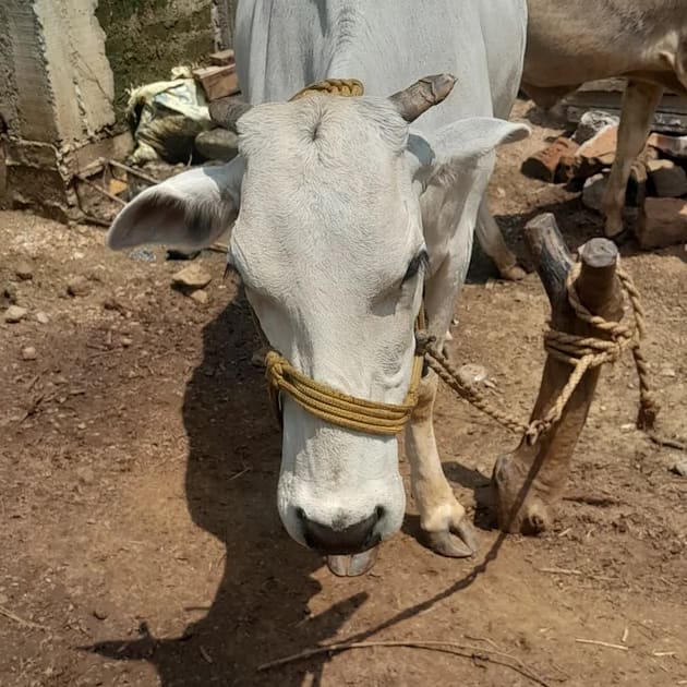 ONGOLE Cow in  MAHARASHTRA