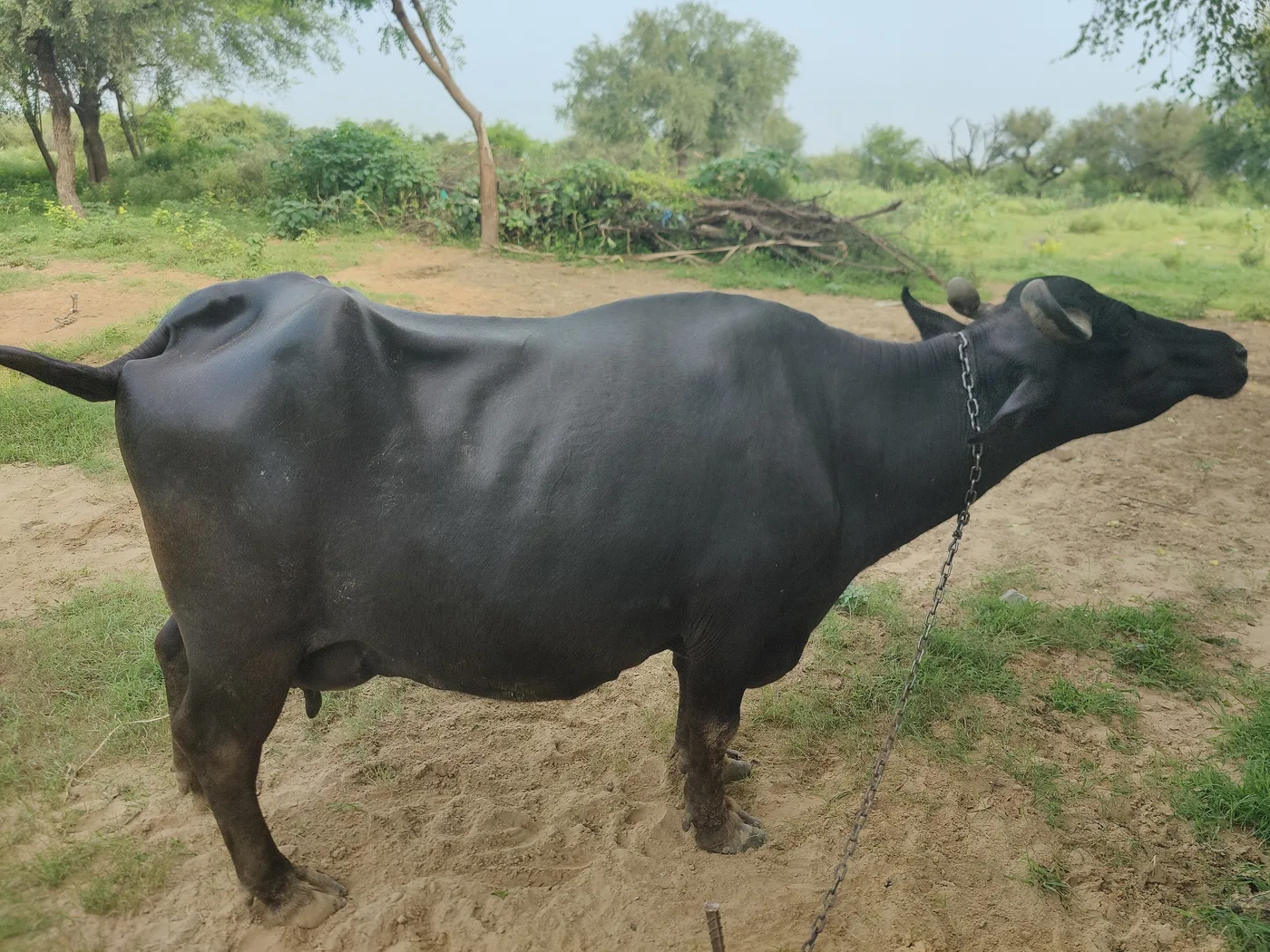 Haryanvi Buffalo O0522 in  RAJASTHAN