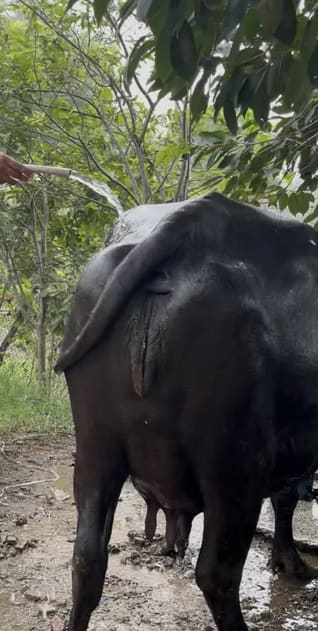 Murrah Buffalo in  HARYANA