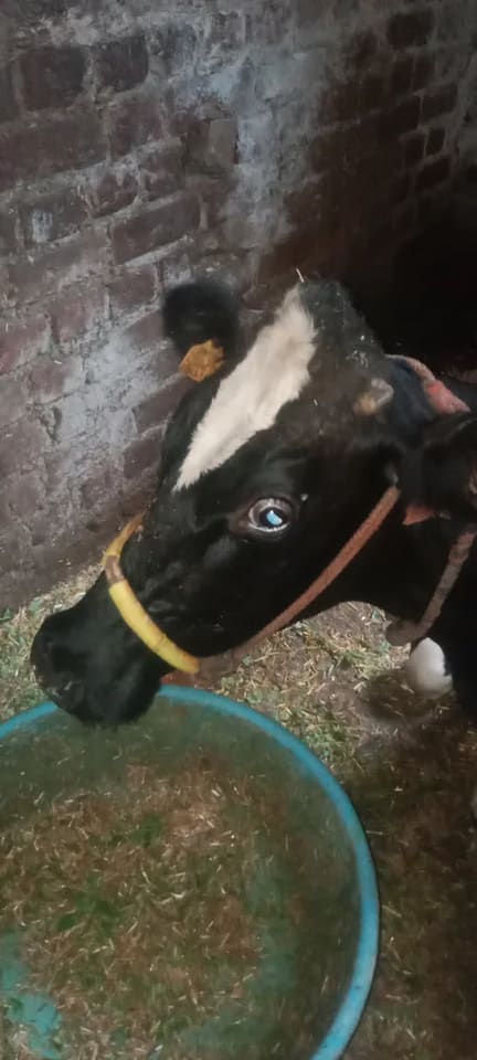 HF Cow in  UTTARAKHAND