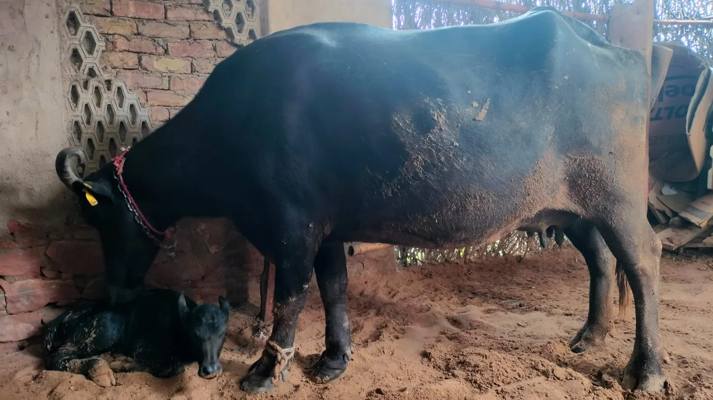 Others Buffalo in  RAJASTHAN