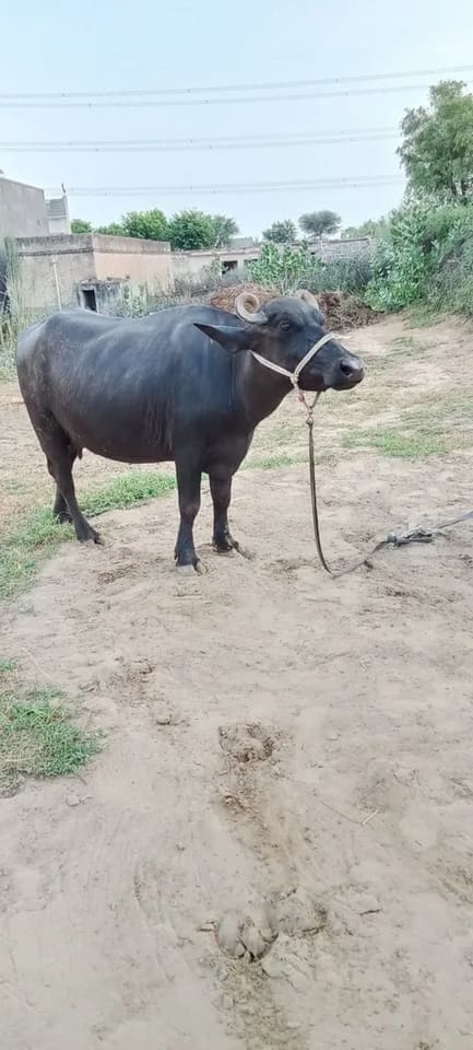 Murrah Buffalo M5125 in  RAJASTHAN