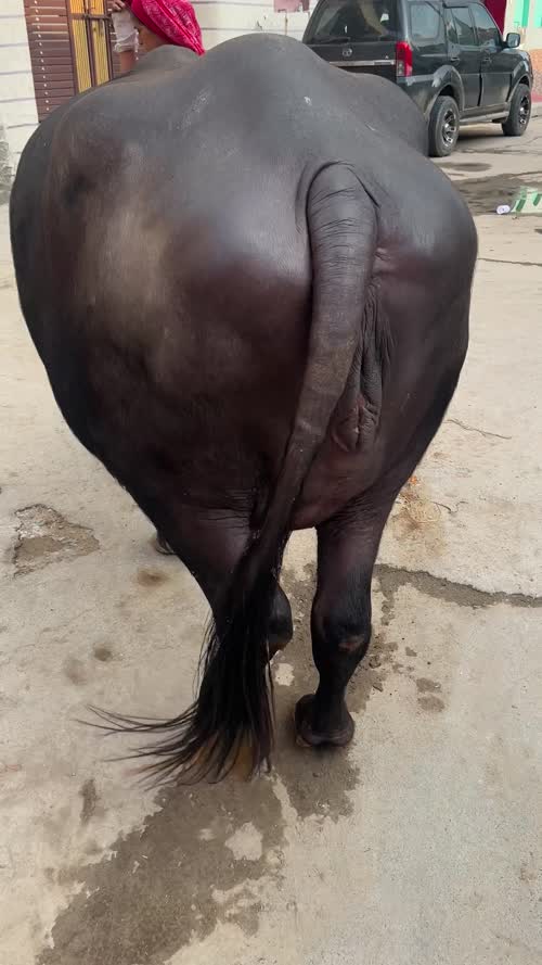 Mujhe nhi pta Heifer Buffalo O0662 in  HARYANA