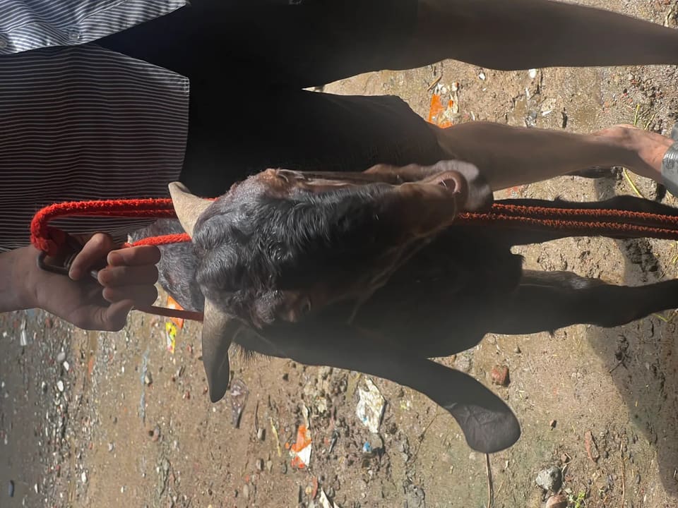 Beetal Goat in  PUNJAB