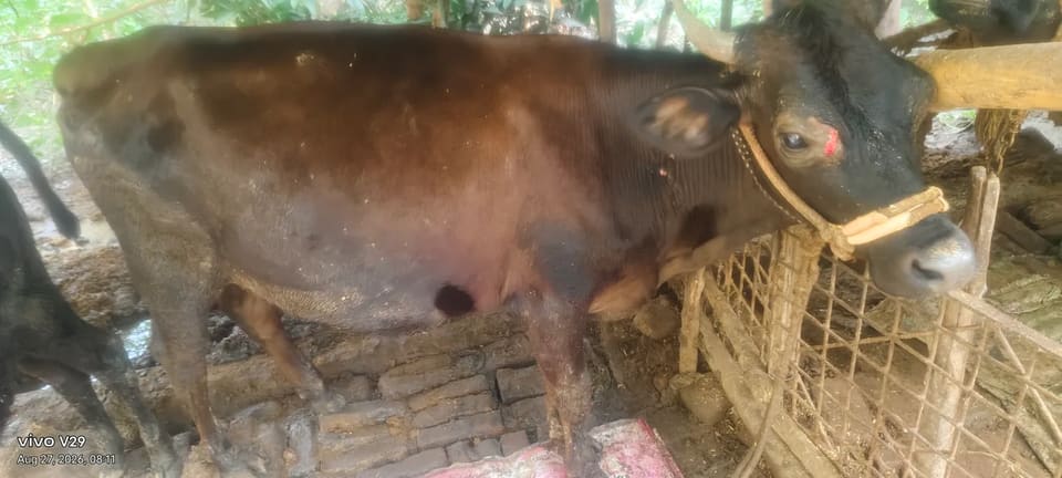 Others Cow in  BIHAR
