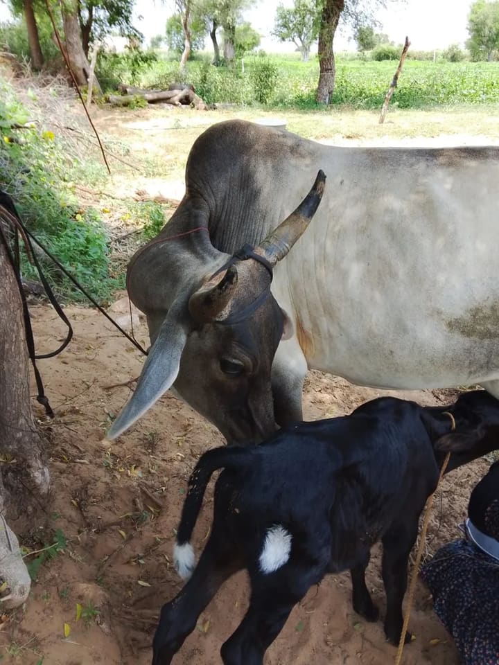 Kankrej Cow K0211 in  RAJASTHAN