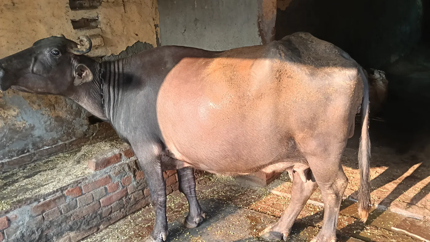 Other Buffalo O0660 in  HARYANA