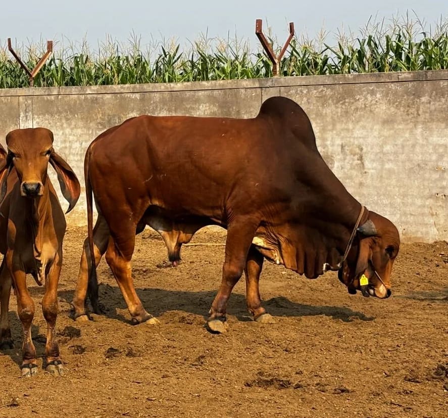 Gir Cow in  GUJARAT